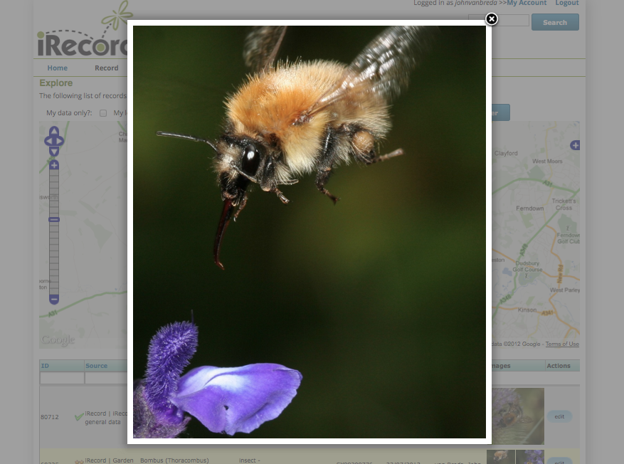 Zoomed in photo of *Bombus pascuorum*